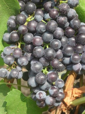 Хотя масса гроздьев и небольшая, зато плоды очень вкусные