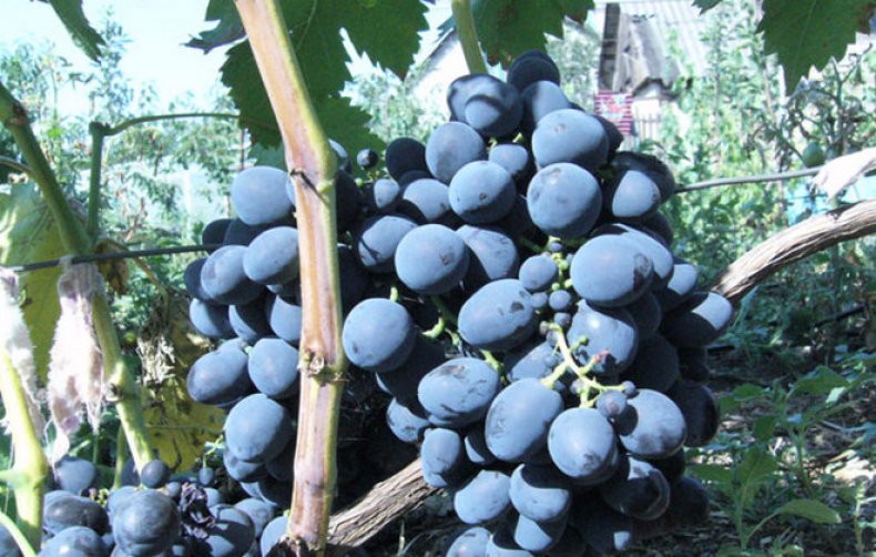 виноград, польза, вред, целебный, противопоказание, черного винограда
