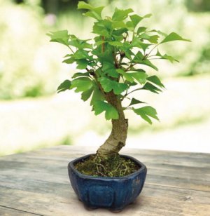 Гинкго билоба: полезные свойства и выращивание растения в домашних условиях