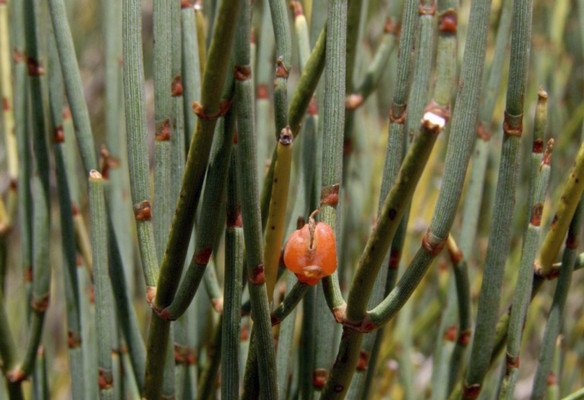 Эфедра хвощевая: описание растения и применение его полезных свойств