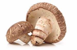 Польза и вред грибов шиитаке