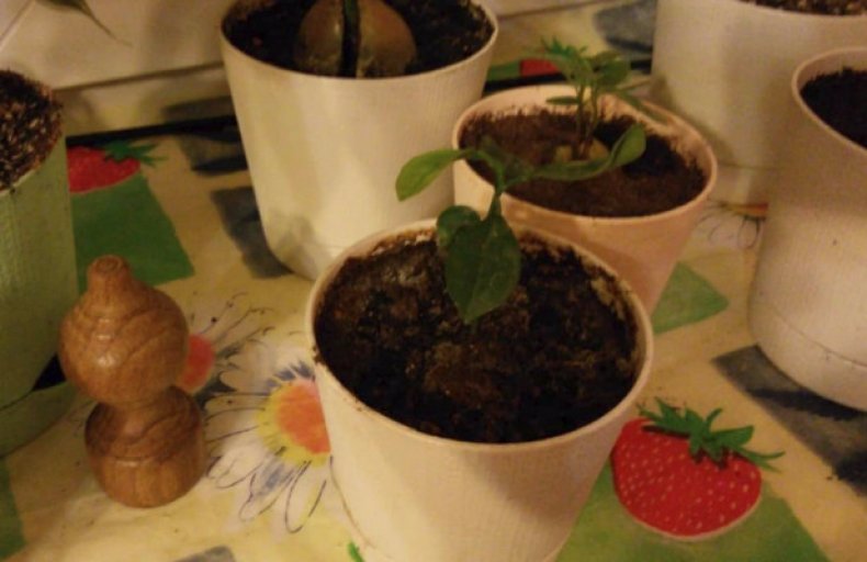 Грейпфрут из косточки в домашних условиях выращивание, прививание, уход и хранение плодов дерева