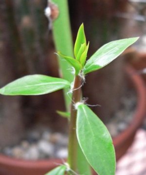 Растение переския: особенности ухода за листовым кактусом