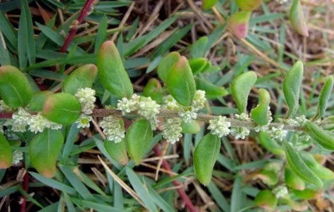 Трава пол-пала: лечебные свойства и противопоказания, инструкция по ...