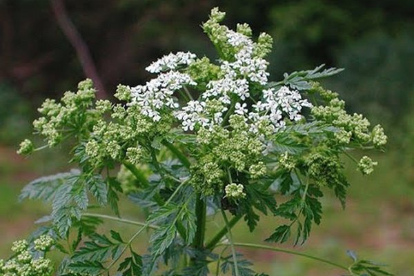 Болиголов лечебные свойства и противопоказания