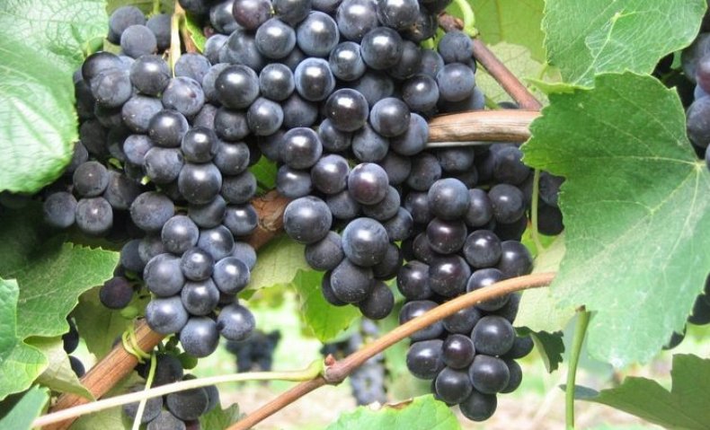 Виноград «Изабелла» польза и вред популярного сорта