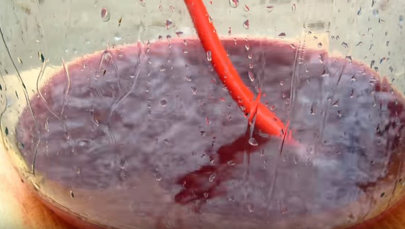 Виноград «Изабелла» польза и вред популярного сорта