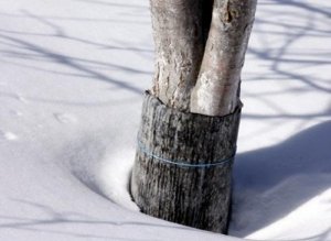 Для защиты ствол дерева можно обмотать рубероидом или лапником