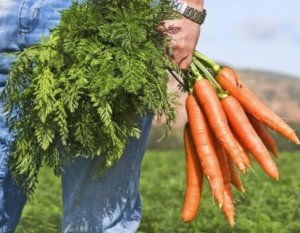 Чем полезна морковная ботва: химический состав и применение