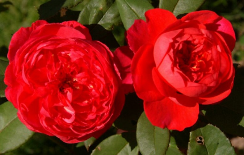 Английская парковая роза «Бенджамин Бриттен» («Benjamin Britten») описание сорта, уход, фото