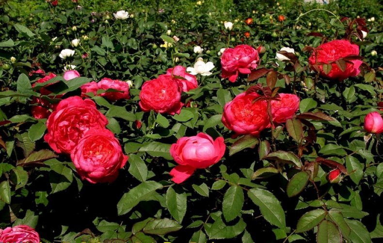 Английская парковая роза «Бенджамин Бриттен» («Benjamin Britten») описание сорта, уход, фото