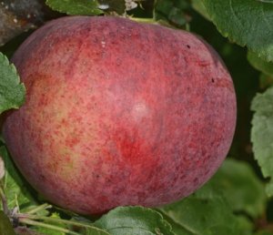 Сорт яблони «Легенда»: характеристика, достоинства и недостатки, советы по выращиванию