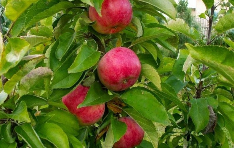 Выращивание яблони «Триумф»