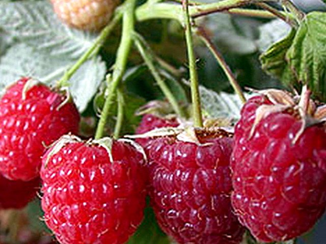 Обрезка ремонтантной малины