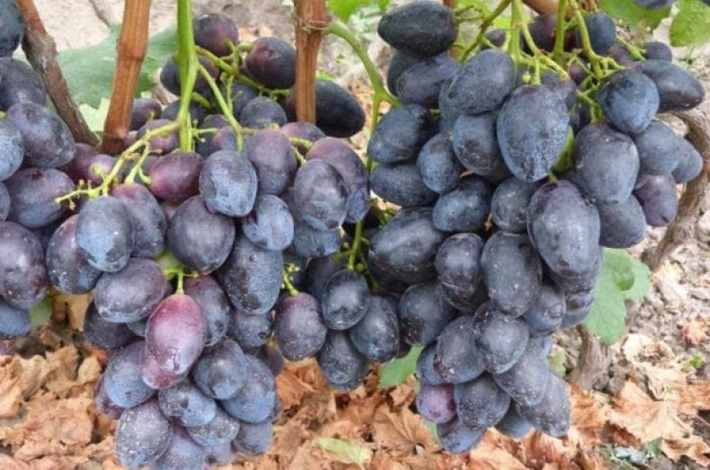 Сорт винограда «Фурор»