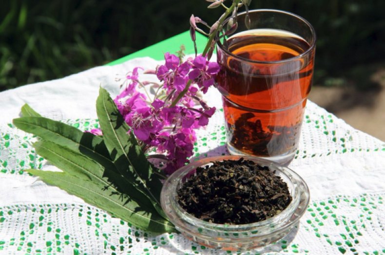 Иван-чай (кипрей узколистный, плакун) лечебные свойства и противопоказания, применение в народной