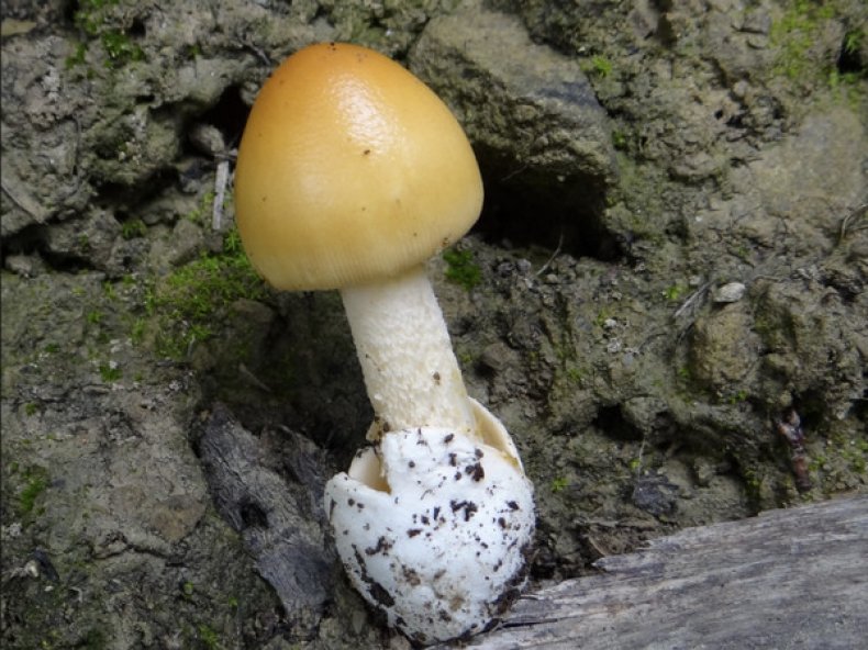 Особенности грибов толкачиков (поплавков)