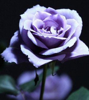 Роза Лучшие Сорта Фото