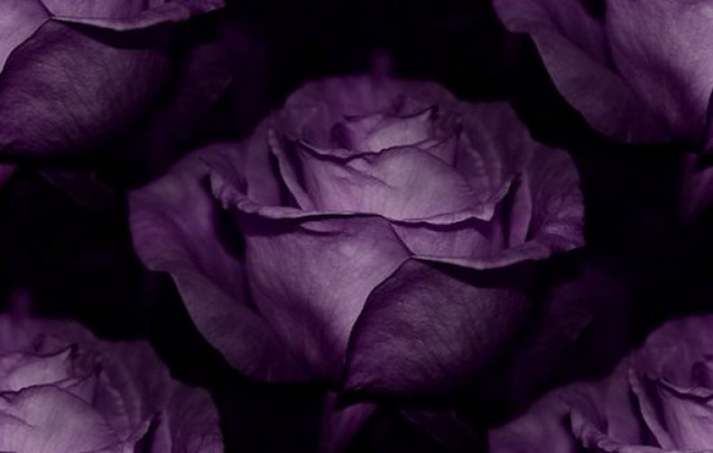 Серо фиолетовый цветы. Фиолетовые розы Эстетика.