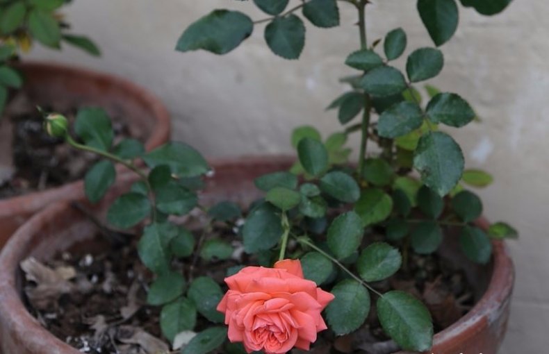 Роза «Вестерленд»