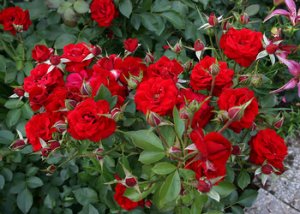 Розы «Никколо Паганини»