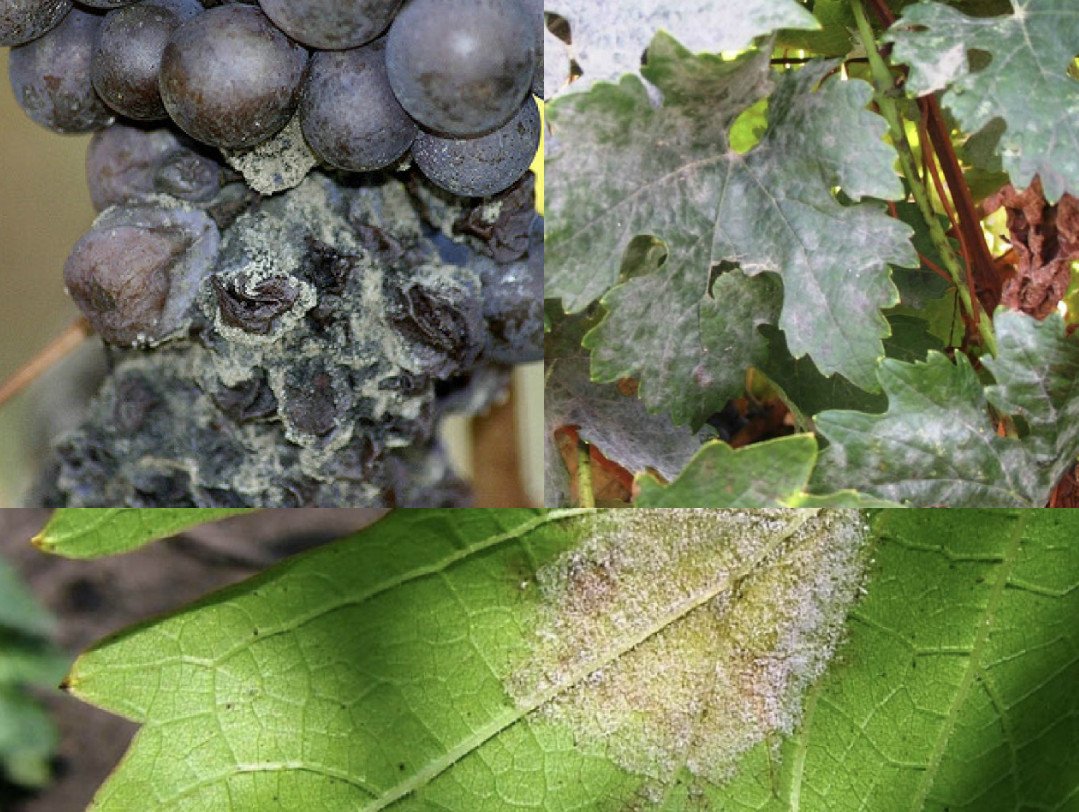 Мучнистая роса на винограде фото и чем лечить