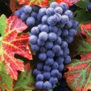 Пере садка винограда осенью