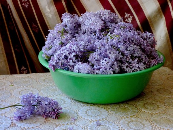Настойка сирени на водке и на спирту: особенности приготовления и ...