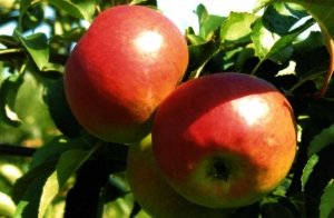 Сорт яблони «Жигулевское»