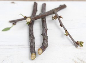 Полезные свойства ветки вишни