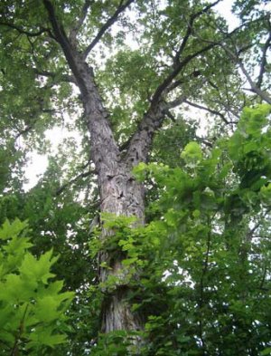 Кария (Гикори): виды орехового дерева