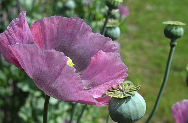 Опийный (снотворный) мак: описание, фото, распространение, состав ...