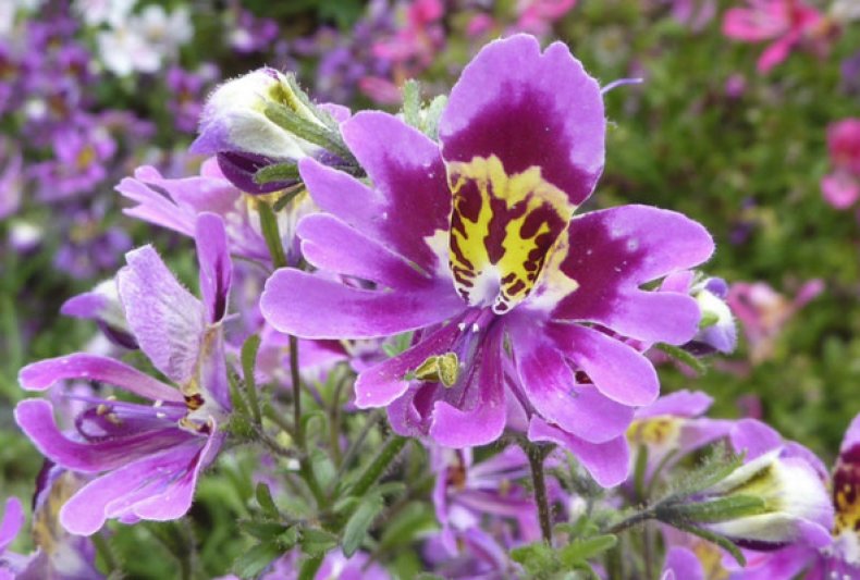 Цветок шизантус описание и фото