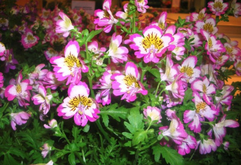 Цветок шизантус описание и фото