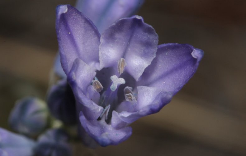 Трителейя крупноцветковая (Т. Grandiflora)