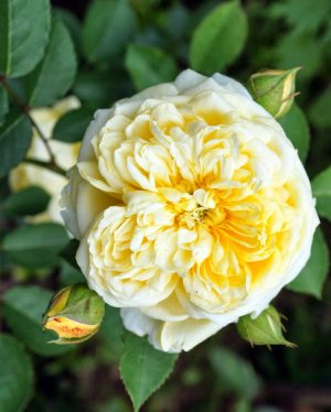 Английская роза «Пилигрим»