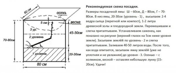 Схема посадки винограда в рядах