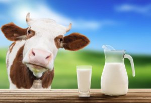Виды коровьего молока: парное, цельное, нормализованное, пастеризованное и прочее
