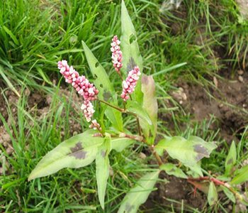 Горец курильский фото и описание