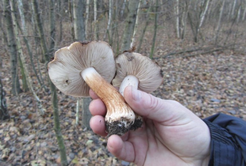 Вкусовые качества и характеристика гриба
