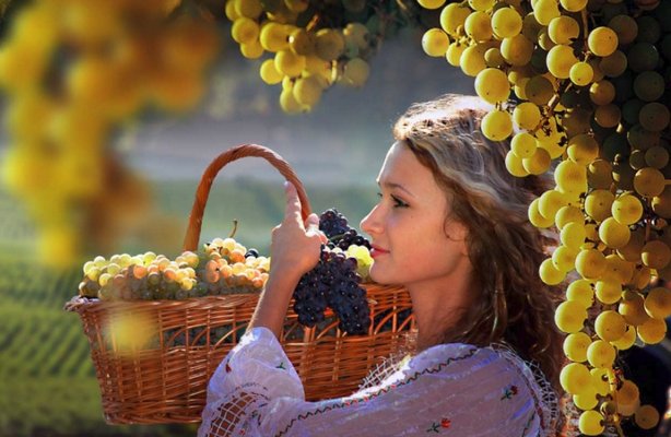 Как собирают виноград машинами