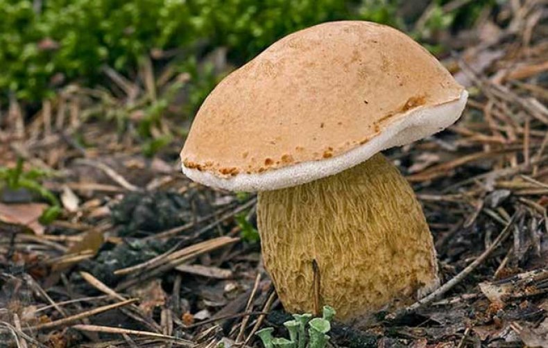 Ложный белый гриб