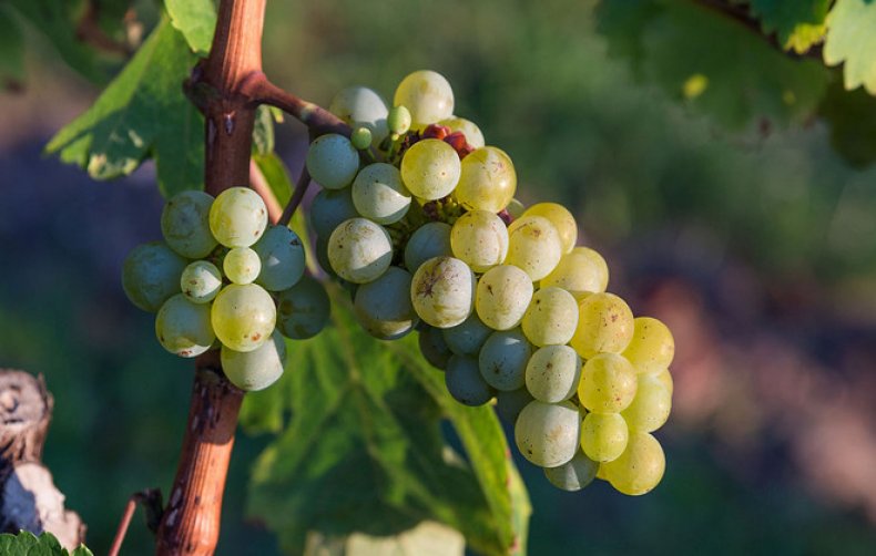 Как правильно называть виноград фруктом или ягодой