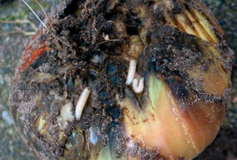 Личинки луковой мухи