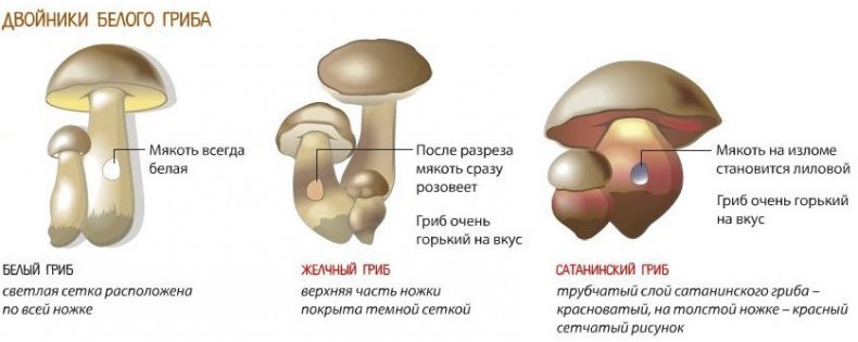 Двойники белого гриба