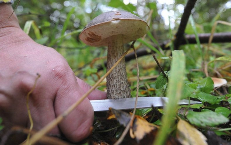 Основные правила выбора грибов в лесу