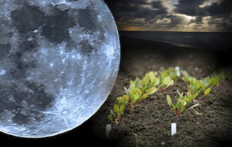 Как лунный календарь влияет на посадки