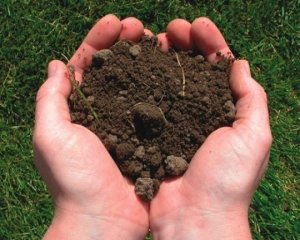 Перед посадкой обязательно нужно узнать, какая почва подходит для дерева