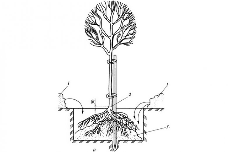 Схема посадки дерева