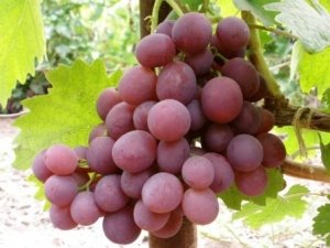 Виноград Нина